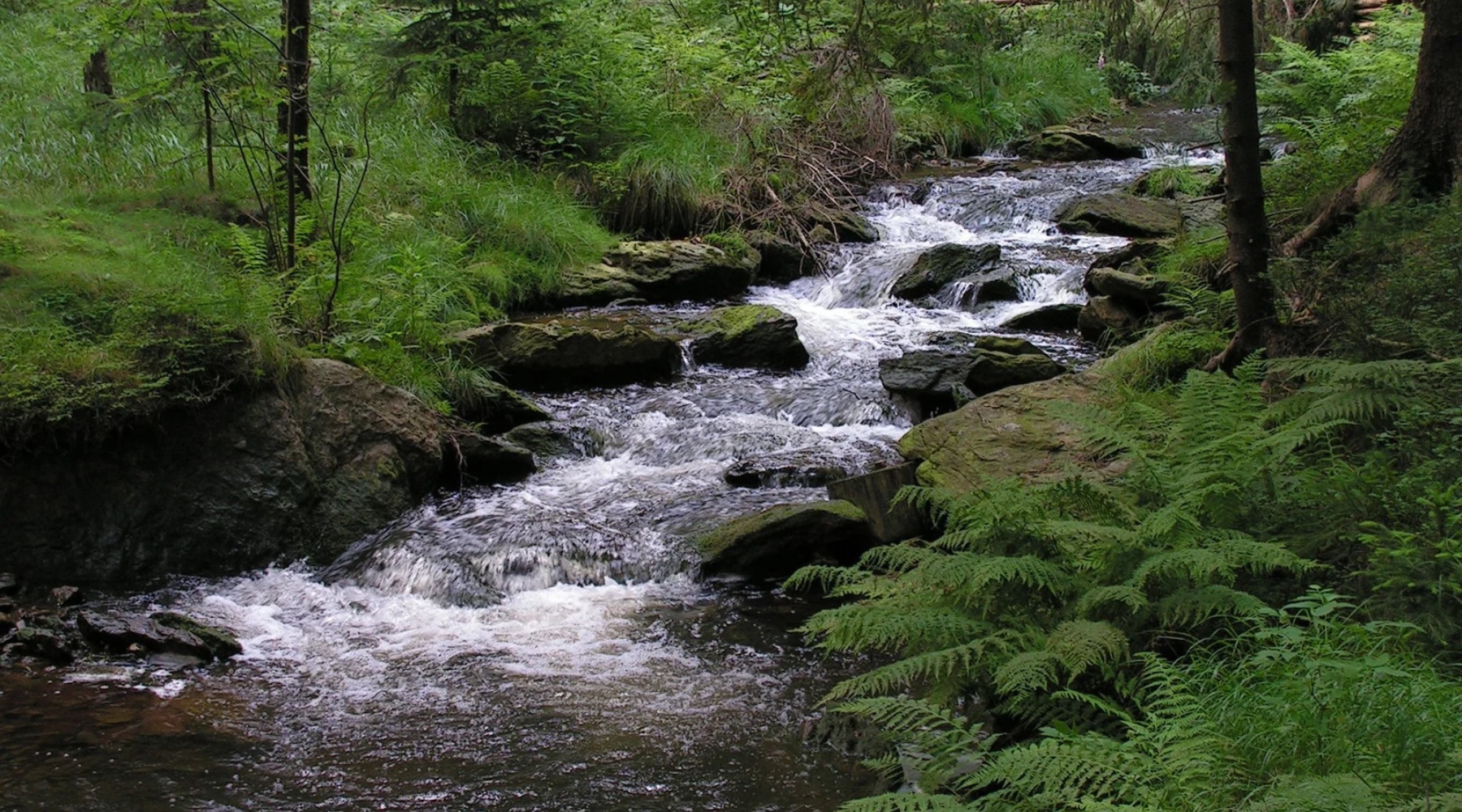 Chiers, Crosnière et Moulaine : un projet commun pour préserver les rivières